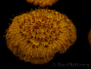 WYSIWYG Cycloseris sp 14 (4.5 cm)