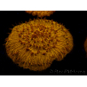 WYSIWYG Cycloseris sp 14 (4.5 cm)