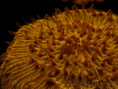 WYSIWYG Cycloseris sp 14 Ultra Neon Orange (4.5 cm)
