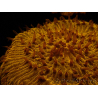 WYSIWYG Cycloseris sp 14 (4.5 cm)