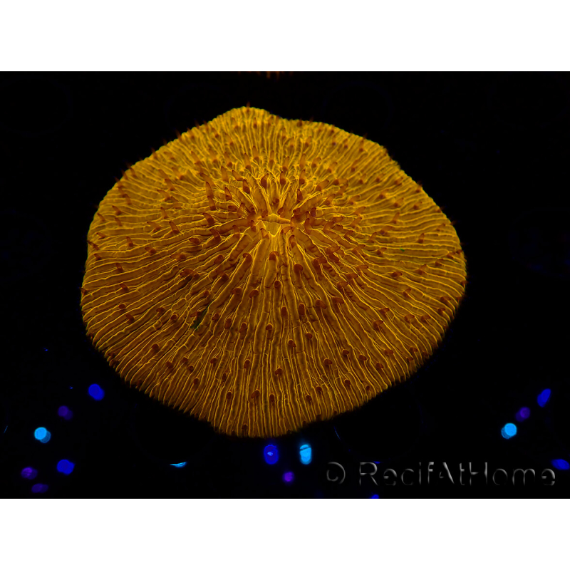 WYSIWYG Cycloseris sp 15 (5 cm)