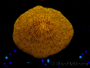 WYSIWYG Cycloseris sp 15 Ultra Neon Orange (5 cm)