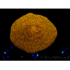 WYSIWYG Cycloseris sp 15 (5 cm)