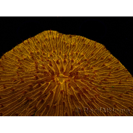 WYSIWYG Cycloseris sp 15 (5 cm)