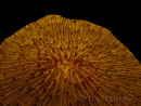 WYSIWYG Cycloseris sp 15 Ultra Neon Orange (5 cm)