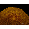 WYSIWYG Cycloseris sp 15 (5 cm)
