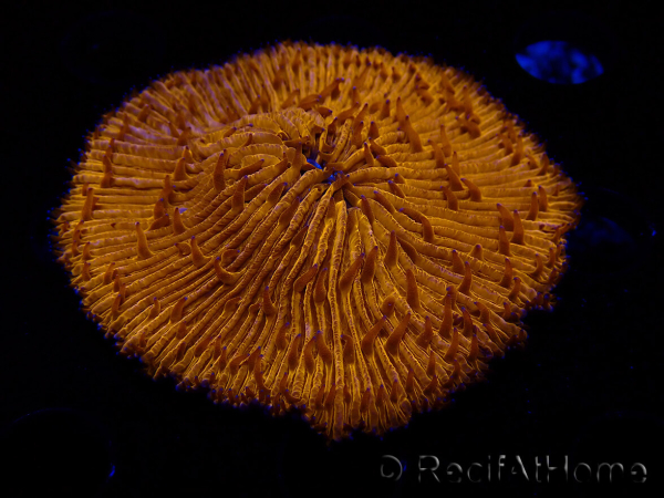 WYSIWYG Cycloseris sp (6.5 cm)