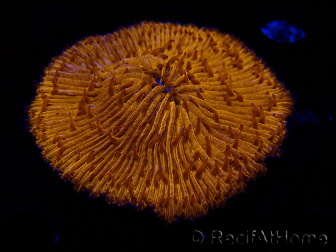 WYSIWYG Cycloseris sp (6.5 cm)