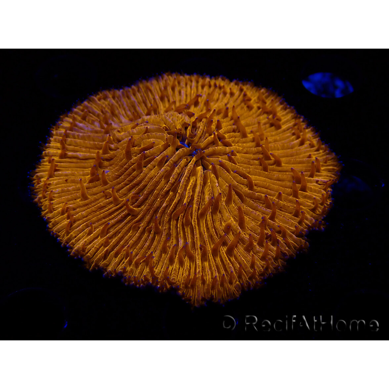 WYSIWYG Cycloseris sp 16 Ultra Neon Orange (6.5 cm)