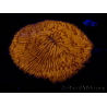 WYSIWYG Cycloseris sp 16 Ultra Neon Orange (6.5 cm)
