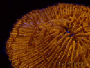 WYSIWYG Cycloseris sp (6.5 cm)