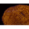 WYSIWYG Cycloseris sp (6.5 cm)