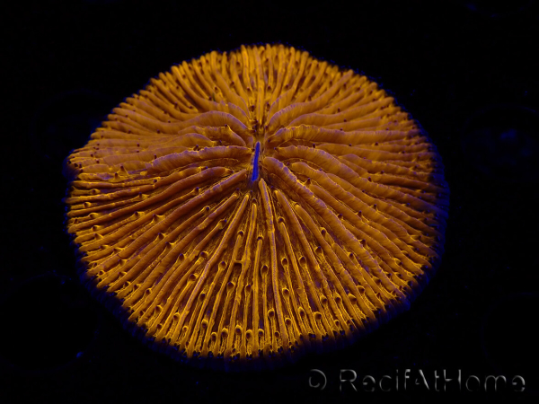 WYSIWYG Cycloseris sp 17 Ultra Neon Orange (5 cm)