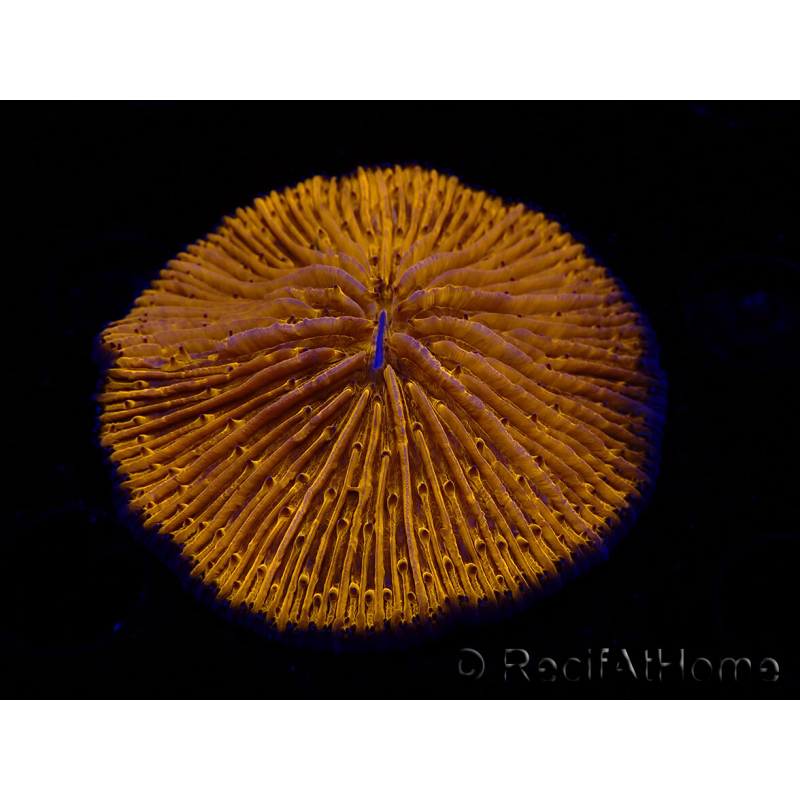 WYSIWYG Cycloseris sp 17 (5 cm)