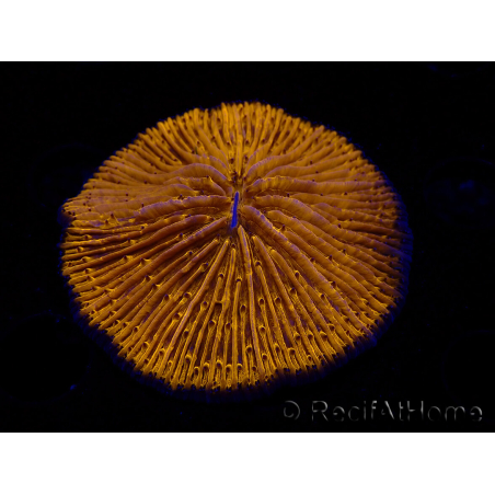 WYSIWYG Cycloseris sp 17 Ultra Neon Orange (5 cm)