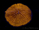 WYSIWYG Cycloseris sp 17 Ultra Neon Orange (5 cm)
