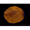 WYSIWYG Cycloseris sp 17 (5 cm)