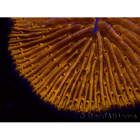 WYSIWYG Cycloseris sp 17 (5 cm)