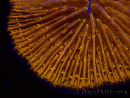 WYSIWYG Cycloseris sp 17 (5 cm)