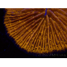 WYSIWYG Cycloseris sp 17 Ultra Neon Orange (5 cm)