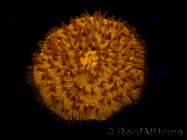 WYSIWYG Cycloseris sp 18 (5.5 cm)