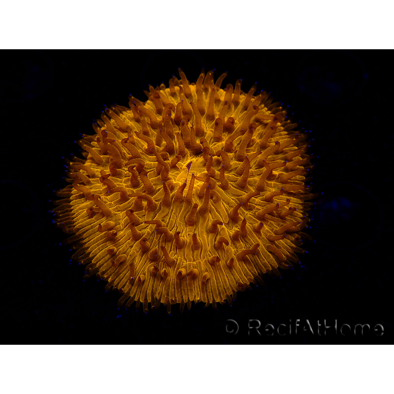 WYSIWYG Cycloseris sp 18 Ultra Neon Orange (5.5 cm)