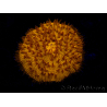 WYSIWYG Cycloseris sp 18 Ultra Neon Orange (5.5 cm)