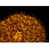 WYSIWYG Cycloseris sp 18 Ultra Neon Orange (5.5 cm)