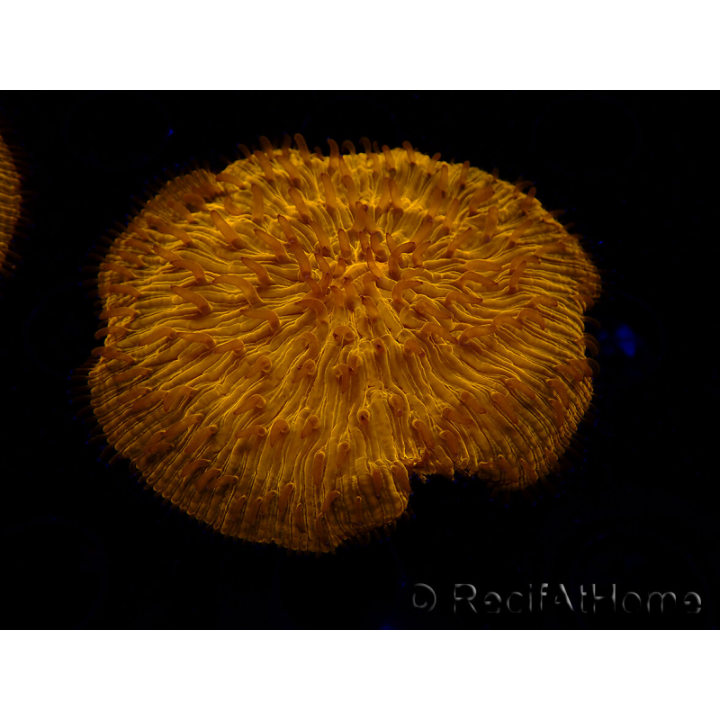 WYSIWYG Cycloseris sp 19 (5 cm)