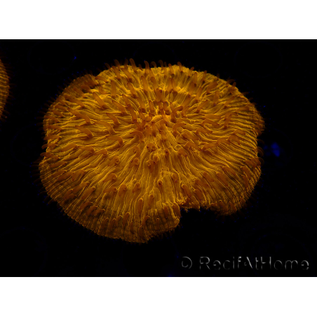 WYSIWYG Cycloseris sp 19 (5 cm)