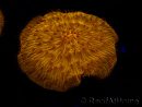 WYSIWYG Cycloseris sp 19 (5 cm)