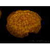 WYSIWYG Cycloseris sp 19 (5 cm)