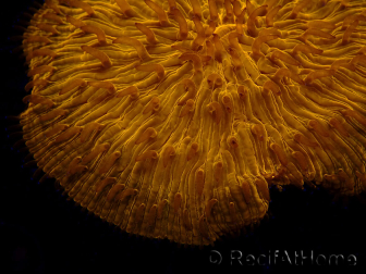 WYSIWYG Cycloseris sp 19 (5 cm)
