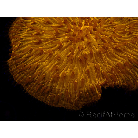 WYSIWYG Cycloseris sp 19 (5 cm)