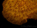 WYSIWYG Cycloseris sp 19 (5 cm)