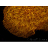 WYSIWYG Cycloseris sp 19 (5 cm)