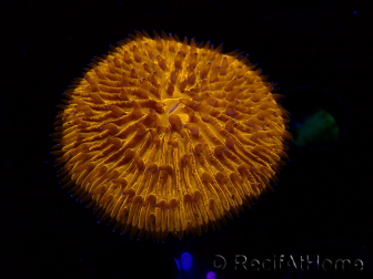 WYSIWYG Cycloseris sp 20 Ultra Neon Orange (5.5 cm)