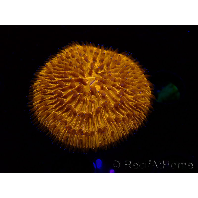 WYSIWYG Cycloseris sp 20 (5.5 cm)