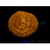 WYSIWYG Cycloseris sp 20 Ultra Neon Orange (5.5 cm)