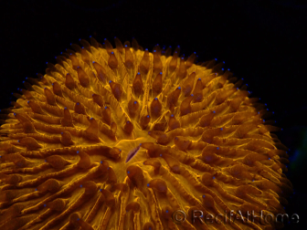 WYSIWYG Cycloseris sp 20 (5.5 cm)