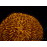 WYSIWYG Cycloseris sp 20 Ultra Neon Orange (5.5 cm)