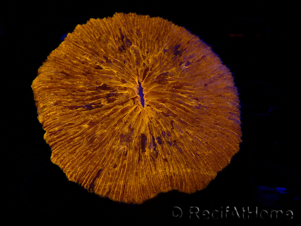 WYSIWYG Cycloseris sp 21 (6.5 cm)