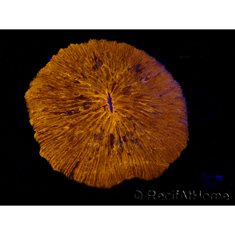 WYSIWYG Cycloseris sp 21 Ultra Neon Orange (6.5 cm)