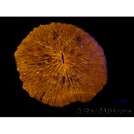 WYSIWYG Cycloseris sp 21 (6.5 cm)