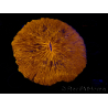 WYSIWYG Cycloseris sp 21 (6.5 cm)