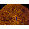 WYSIWYG Cycloseris sp 21 Ultra Neon Orange (6.5 cm)