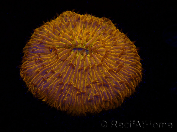 WYSIWYG Cycloseris sp 22 (4 cm)