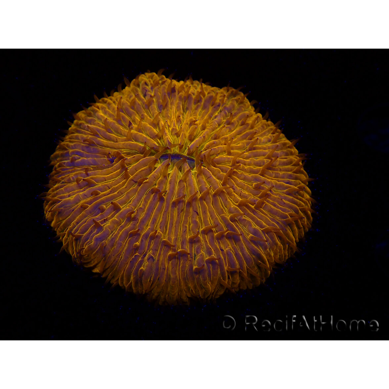 WYSIWYG Cycloseris sp 22 (4 cm)