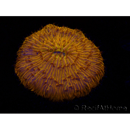 WYSIWYG Cycloseris sp 22 (4 cm)