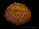 WYSIWYG Cycloseris sp 22 (4 cm)